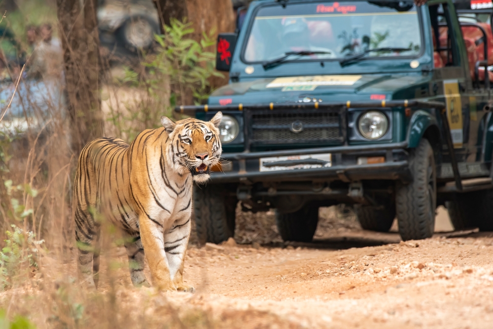 jim-corbett.