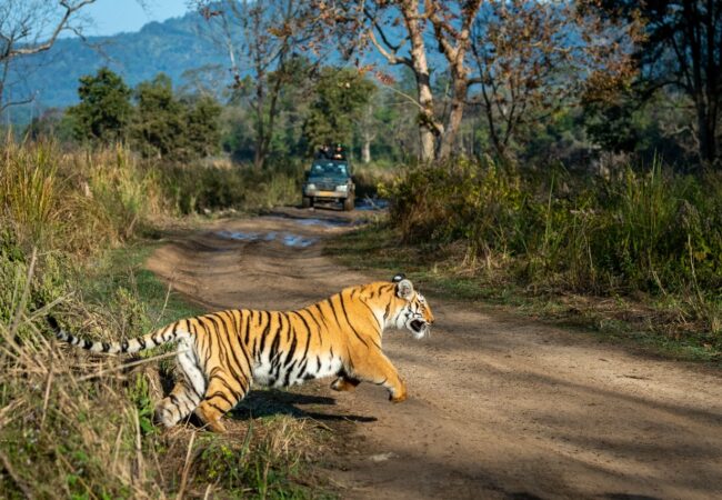 Trip To Jim Corbett With NKMTravels